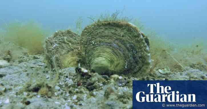 Europe’s exhausted oyster reefs ‘once covered area size of Northern Ireland’