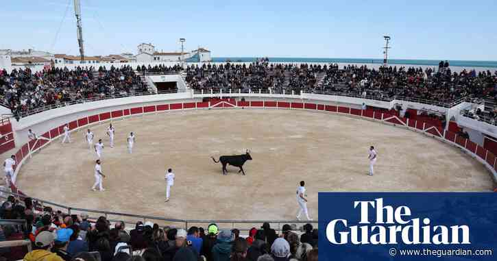 Taurine torpor: bullfighting’s non-fatal French cousin fights for survival