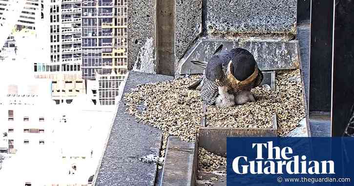 Good eggs: fans delighted as new peregrine falcon chicks hatch on Melbourne skyscraper