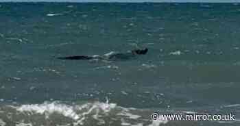 Swimmers run for their lives as massive predator spotted stalking the water