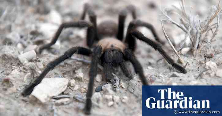 Spider lovers scurry to Colorado as tarantula mating season gets under way