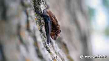 Child dies from rabies after contact with a bat in northern Ontario, says health official