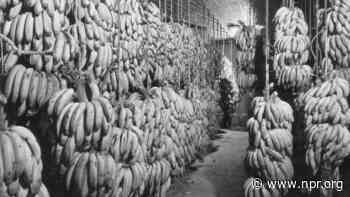 Why bananas may become one of the first casualties of the dockworkers strike