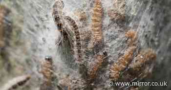 Deadly caterpillars that can kill dogs 'expanding massively' in Brit holiday hotspots