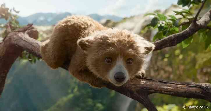 Baby Paddington Bear is soothing souls with his cuteness in latest trailer