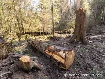 Court denies bid to temporarily halt removal of moth-infested Stanley Park trees