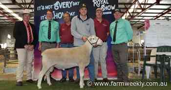 Yonga Downs White Suffolk tops demand at All Breeds Ram and Ewe Sale