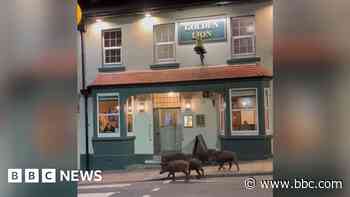 Wild boar spotted outside pub