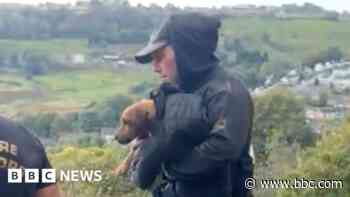 Dog rescued a week after becoming trapped in cliff