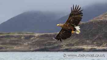 Britain's largest birds of prey white-tailed eagles are set to be reintroduced to England after being hunted to extinction 300 years ago