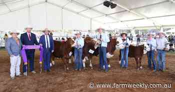 Simmental and Charolais take interbreed group honours in Royal Show judging