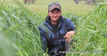 Dry start meant extra oats seeded for Kojonup cropping program