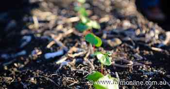 Cotton planting underway as farmers look for moisture, warmer weather