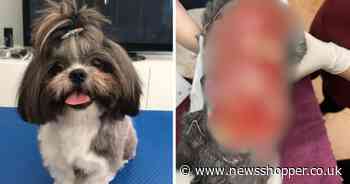 Dog left with huge burn wound from Sidcup vet - and may never be the same again