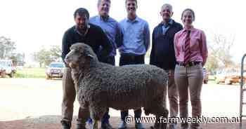 Solid prices were paid for Seymour Park Poll Merino sale