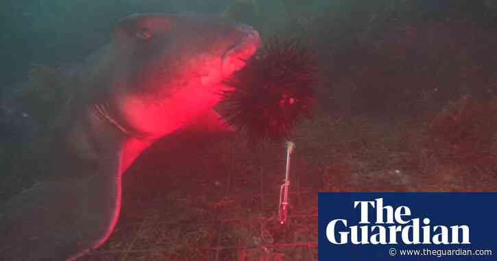 Sharks found to eat sea urchins as large as their heads in accidental discovery by Australian researchers