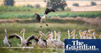 Week in wildlife in pictures: bears caught in the act, a glamorous seal and a fugitive emu