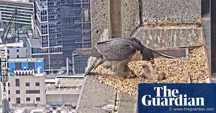 Collins Street falcons: two chicks have hatched on skyscraper and are taking meals – video