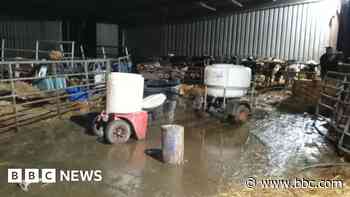 Neglectful farmer buried cow carcasses in manure