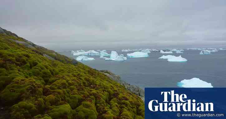 Antarctic plant cover growing at dramatic rate as climate heats