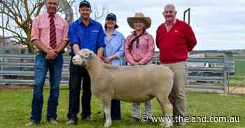 Western Australian buyer snaps up Springwaters Poll Dorset sale topper