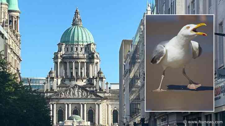 Wildlife lover facing charges after allegedly assaulting passersby while attempting to capture a baby seagull