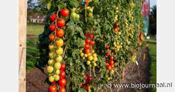 "Veel enthousiasme voor tomatenrassen met resistentie tegen phytophthora"