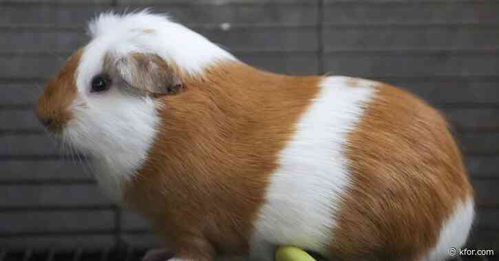 Peru celebrates 20 years of a fast-growing breed of guinea pigs eaten as a delicacy