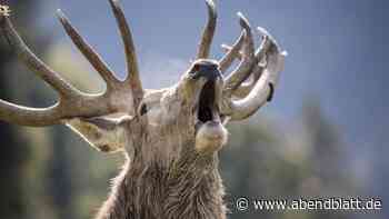 Halloween und röhrende Hirsche: So schön ist der Herbst im Wildpark