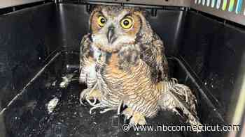 Injured owl rescued from soccer net in Granby set free after healing