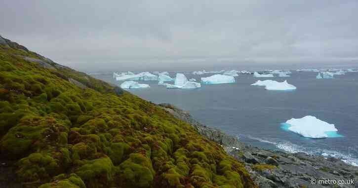 Worrying satellite image shows Antarctica is turning green at a ‘dramatic’ rate