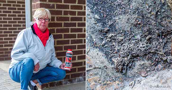 Plague of smelly millipedes infest £3,000-a-year beach huts