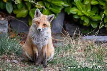 "Une magnifique rencontre": encore un renard aperçu en bord de mer à Nice