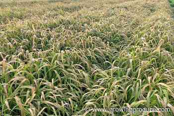 How To Pick the Right Cover Crop for the Job