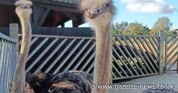 Excitement at Colchester Zoo as keepers welcome two new ostrich hens