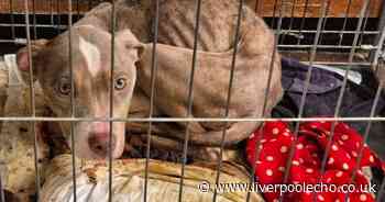 Emaciated dog found locked in a crate and abandoned