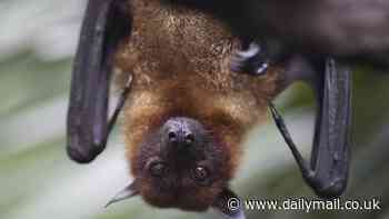 Stuff of nightmares as child dies of rabies after bat broke into bedroom while they slept