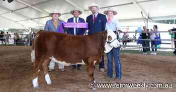 Bandeeka Simmenal impresses show judges in interbreed calf competition