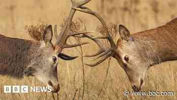 'Aggressive' rutting deer thwart charity run plans