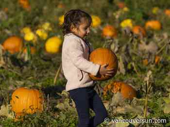 B.C. weather: Heading to the pumpkin patch this October? Here's what to expect