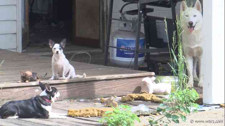 Neighbors complain about smelly house full of dogs, camper in driveway