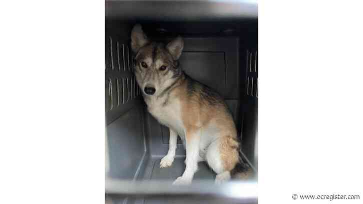 10 wolf hybrids rescued in Aguanga head to exotic pet compound