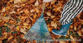 The reason why people should hoard fallen leaves in their gardens in autumn