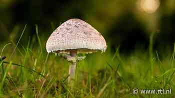 Uitstekend herfstweer: weekend vol zonneschijn