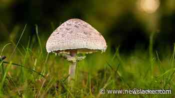 Uitstekend herfstweer: weekend vol zonneschijn