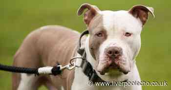 Police sorry after family’s pet XL Bully put down 'by mistake'