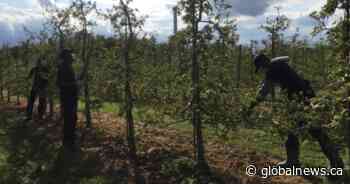 ‘They’re filling strollers’: Inflation leading to theft at Ontario apple farms