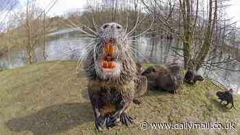 Panic as dangerous 3ft rat-like creatures with orange teeth invade California