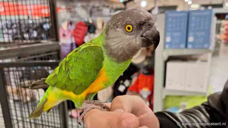 Gestolen vogel teruggebracht naar winkel, dief wilde nog een vogel stelen