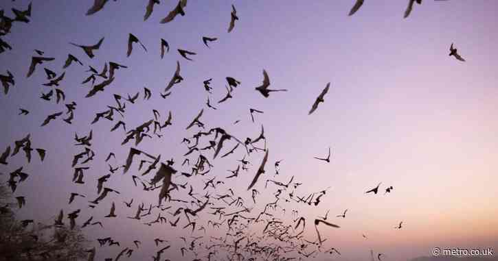 Child dies from rabies after bat found in bedroom